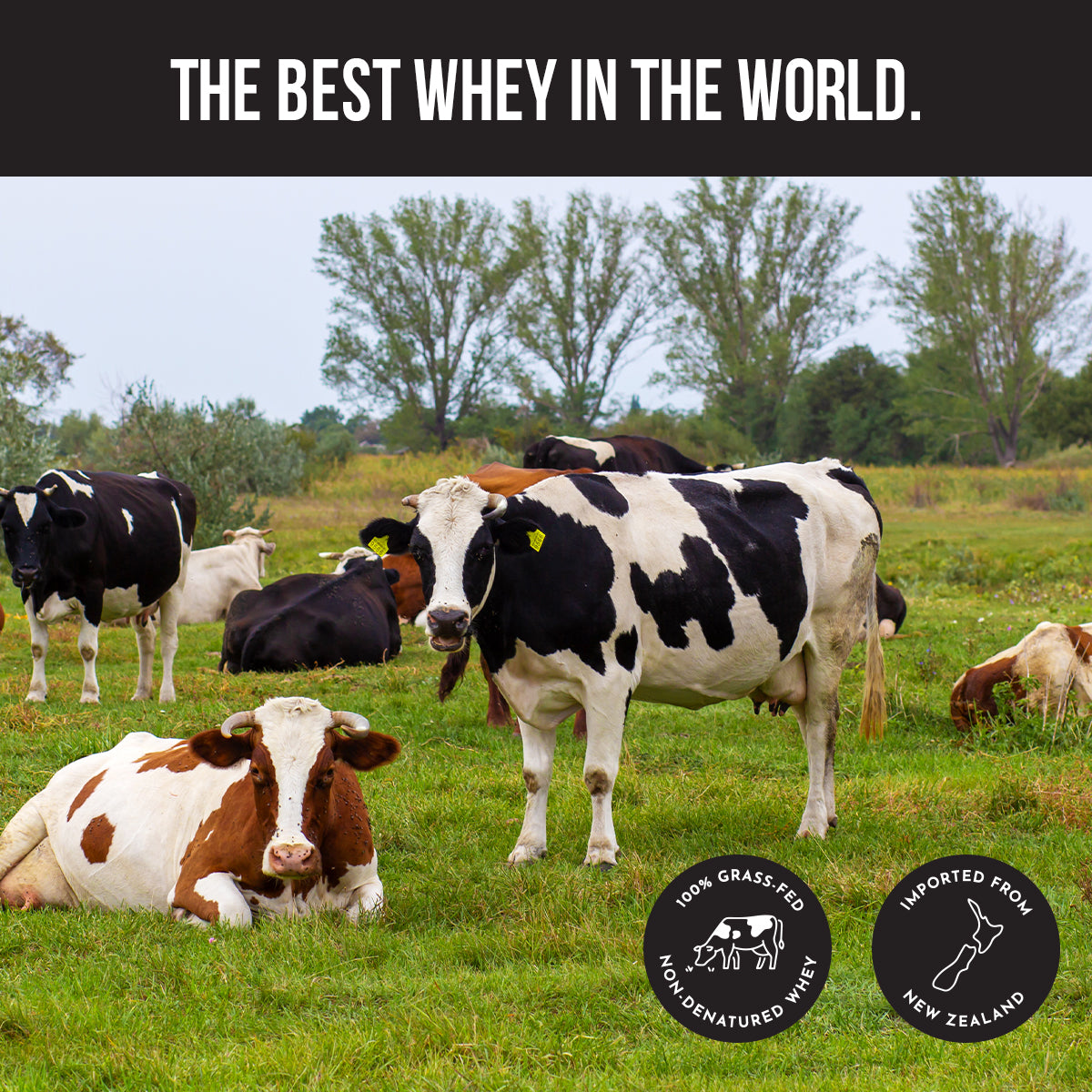 FOLAST Chocolate Protein Powder